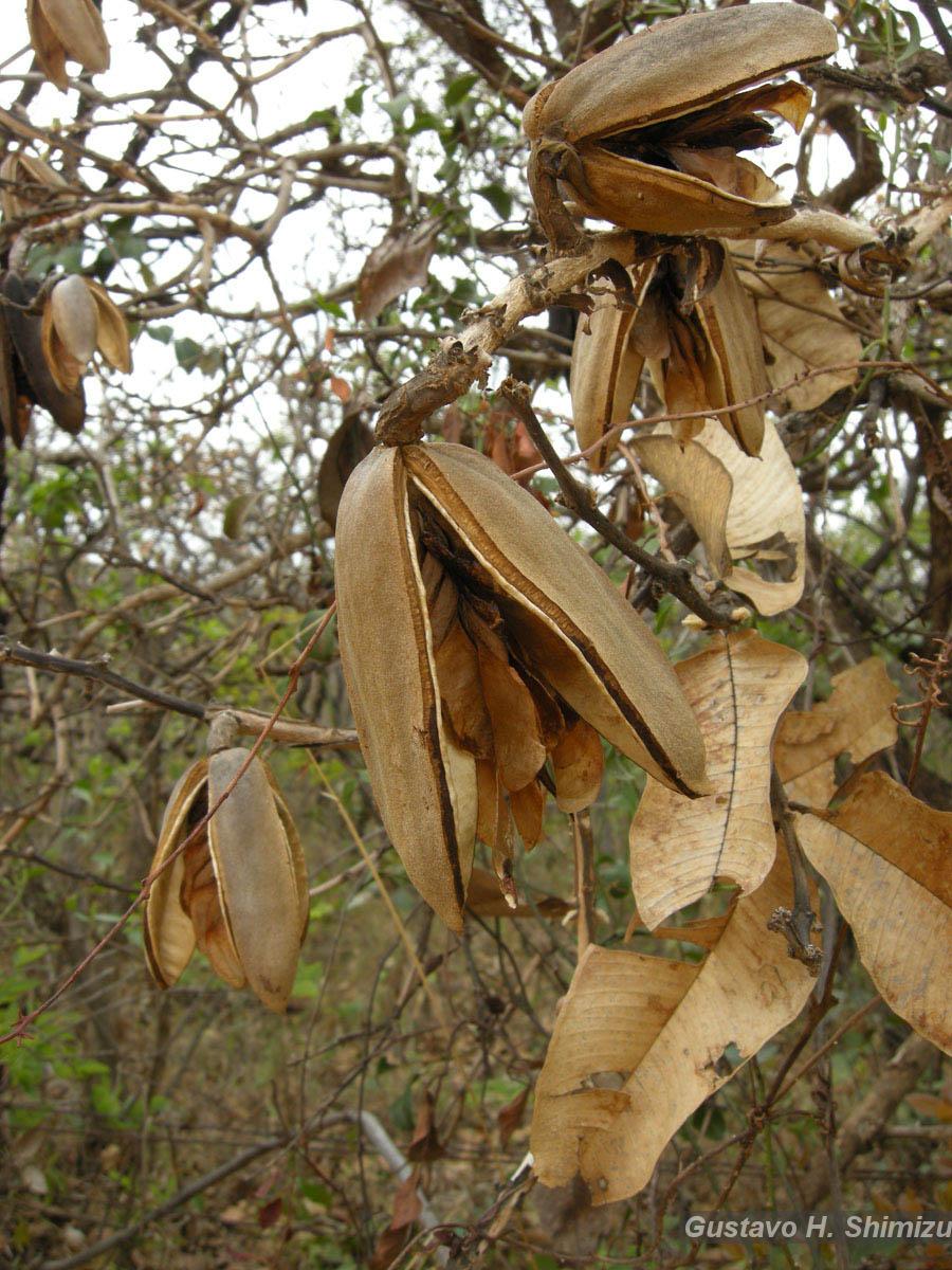 Flora e Funga do Brasil - Garcinia macrophylla Mart.