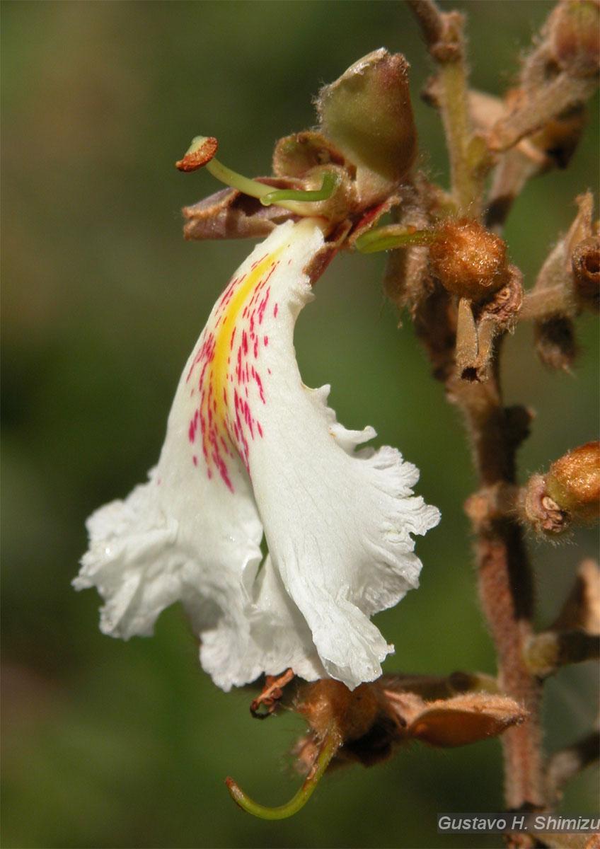 old mountain × BOTANIZE 　KAKERUYATU Flora e Funga do Brasil