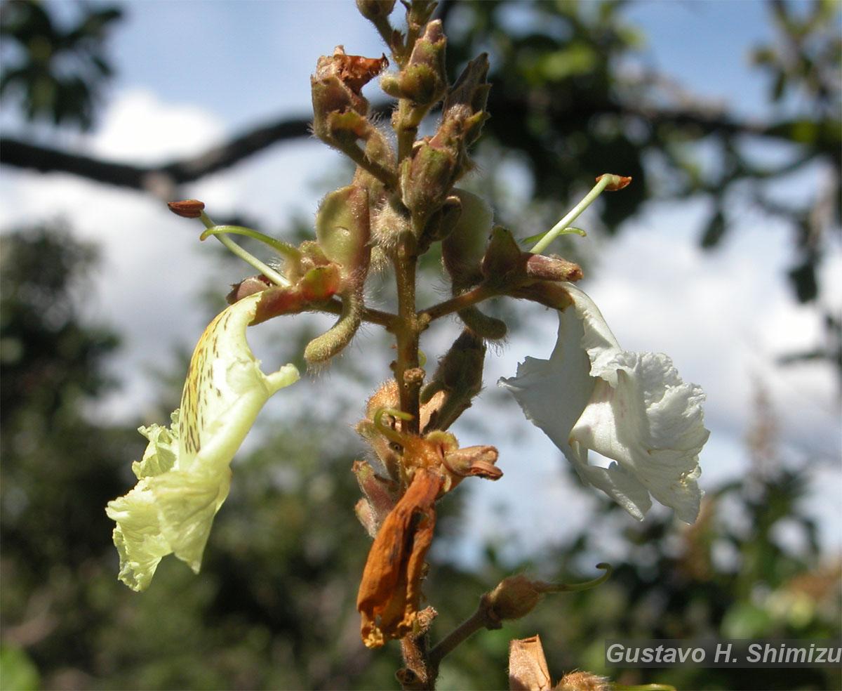 Flora e Funga do Brasil