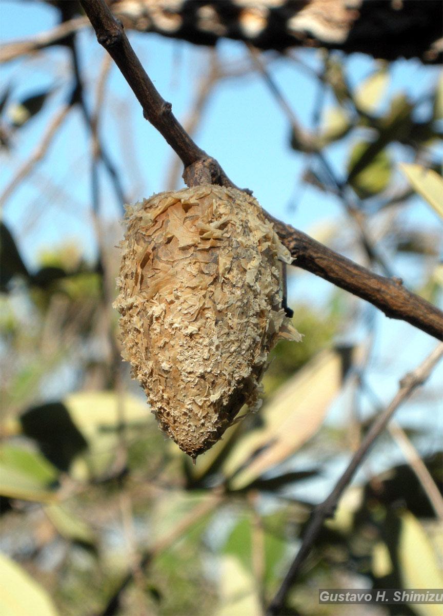 Flora e Funga do Brasil