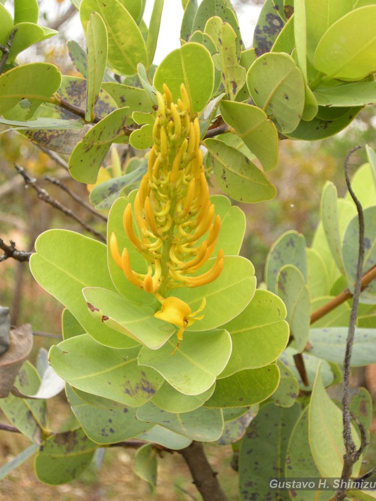 Flora e Funga do Brasil