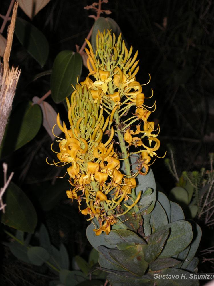 Flora e Funga do Brasil
