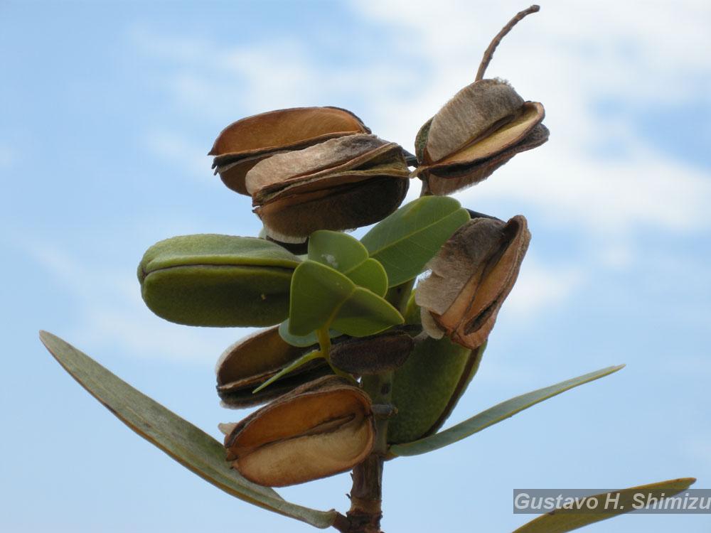 Flora e Funga do Brasil
