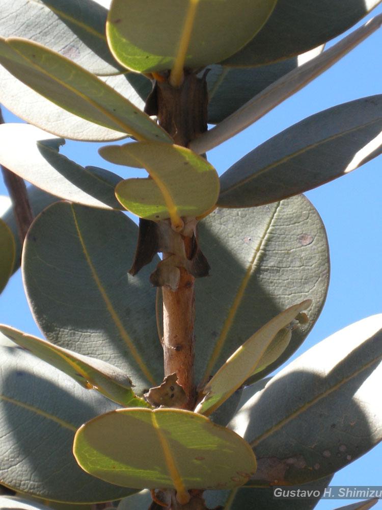 Flora e Funga do Brasil